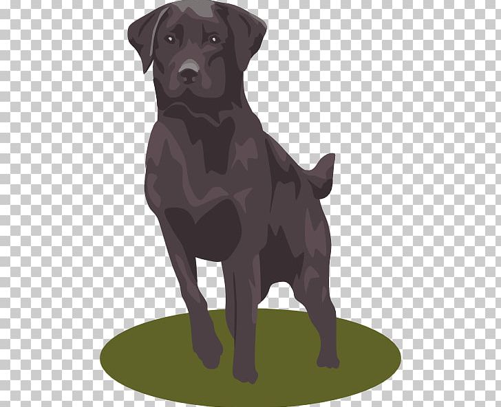 Labrador Retriever Golden Retriever Puppy PNG, Clipart, Borador, Carnivoran, Companion Dog, Computer, Dog Breed Free PNG Download