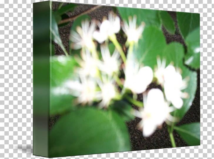 Petal Leaf Flowering Plant PNG, Clipart, Amy Adams, Flora, Flower, Flowering Plant, Leaf Free PNG Download