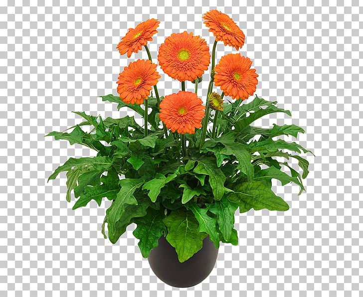 Transvaal Daisy Floristry Cut Flowers Chrysanthemum PNG, Clipart, 16 Cm, Annual Plant, Chrysanthemum, Chrysanths, Cm 7 Free PNG Download