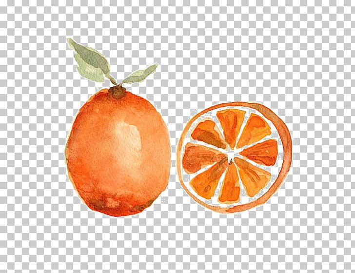 Watercolor Painting Orange Fruit Still Life PNG, Clipart, Art, Bitter Orange, Citric Acid, Citrus, Color Free PNG Download