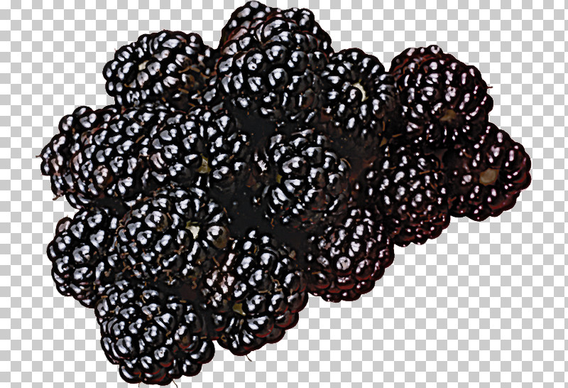 Berry Plant Blackberry Fruit PNG, Clipart, Berry, Blackberry, Fruit, Plant Free PNG Download