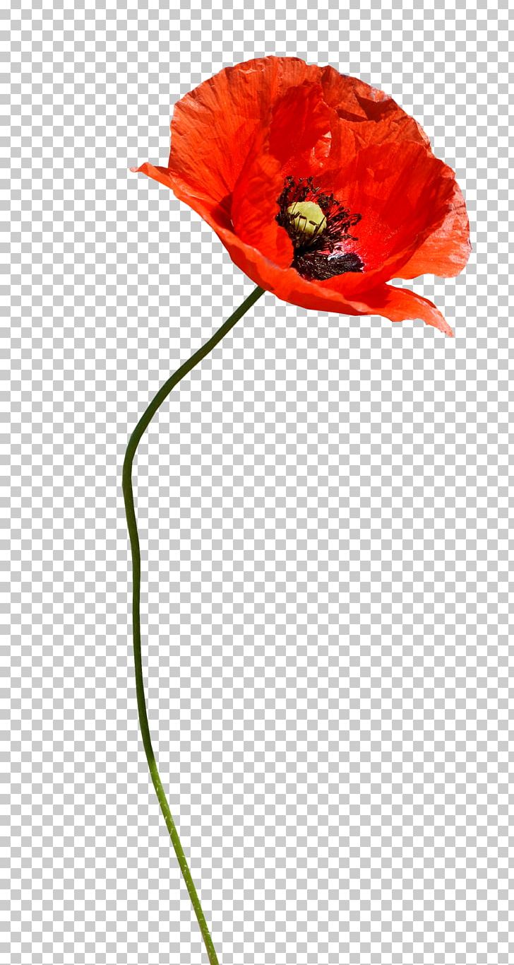 Common Poppy Flower Poppies PNG, Clipart, Anastasia, Birth, Blog, Color, Common Poppy Free PNG Download