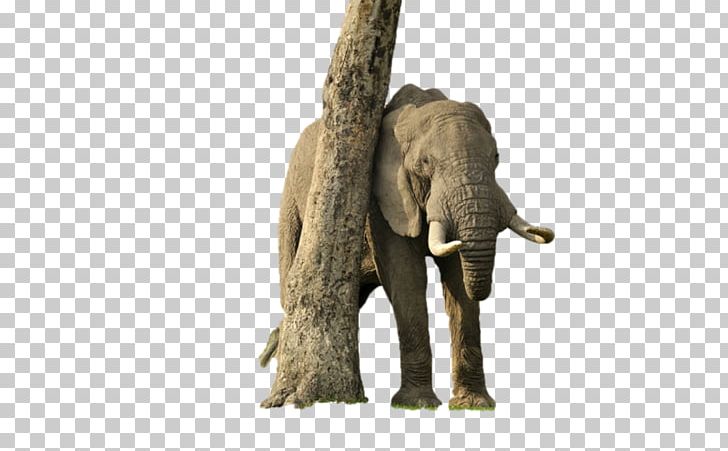 Desktop Elephantidae African Elephant PNG, Clipart, Desktop Wallpaper, Download, Elephant, Elephantidae, Elephants And Mammoths Free PNG Download