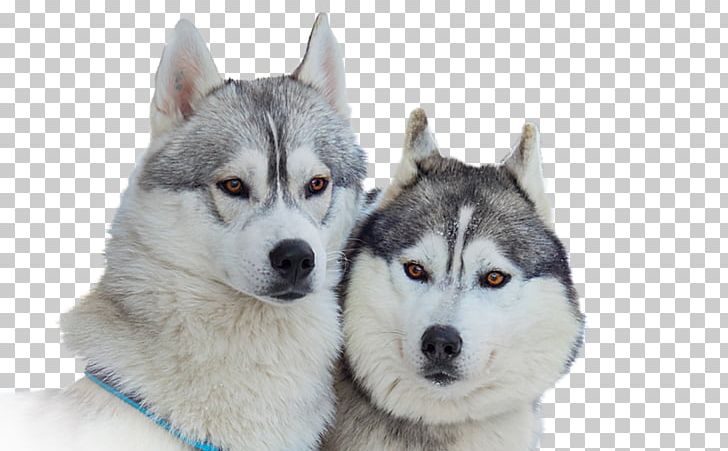 Siberian Husky Alaskan Malamute Puppy PNG, Clipart, Agouti, Animals, Bird, Carnivoran, Desktop Wallpaper Free PNG Download