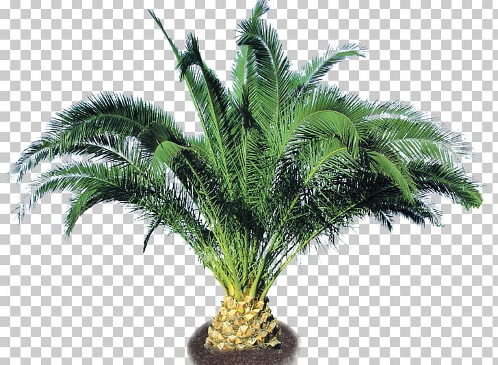 Date Palm Arecaceae Phoenix Canariensis Phoenix Roebelenii Houseplant PNG, Clipart, Arecaceae, Arecales, Backyard, Chinese Elm, Date Palm Free PNG Download
