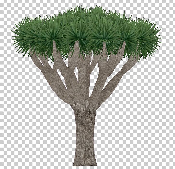Dragon Tree Plant Mountain Cabbage Tree PNG, Clipart, Arecales, Branch, Cut Flowers, Dracaena, Dragon Free PNG Download