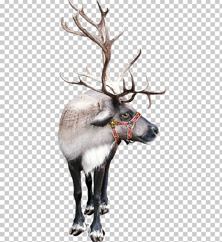 Reindeer Santa Claus Christmas Day Vintage Christmas PNG, Clipart, Antler, Christmas Day, Deer, Elk, Holiday Free PNG Download