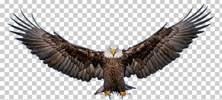 The Bald Eagle Yoga Avec Nireas Au Puy En Velay PNG, Clipart, Accipitriformes, Bald Eagle, Beak, Bird, Bird Of Prey Free PNG Download