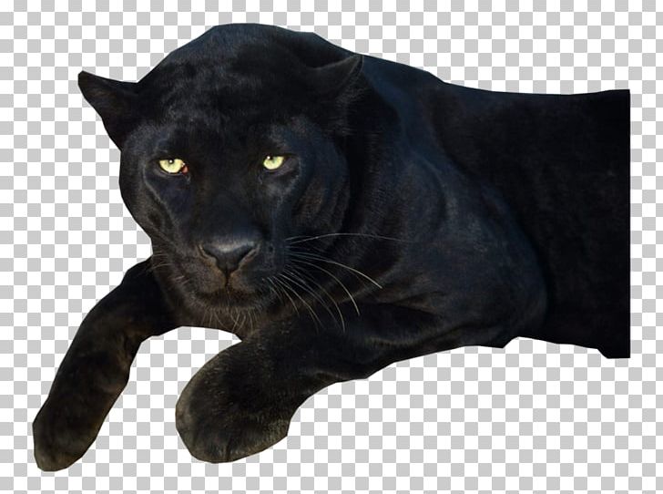 Black Panther PNG, Clipart, Big Cats, Black Panther, Carnivoran, Cat Like Mammal, Clip Art Free PNG Download