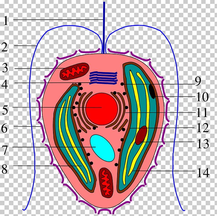 Haptophyte Coccolithophore Algae Flagellum Organism PNG, Clipart, Algae, Apparatus, Area, Cell, Chloroplast Free PNG Download