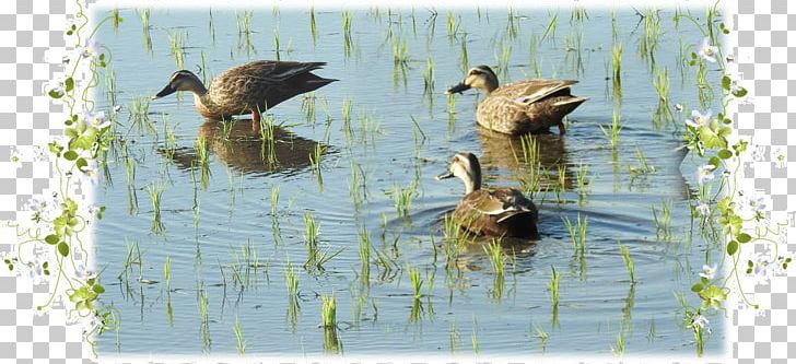 Mallard Duck Water Pond Beak PNG, Clipart, Beak, Bird, Duck, Ducks Geese And Swans, Fauna Free PNG Download