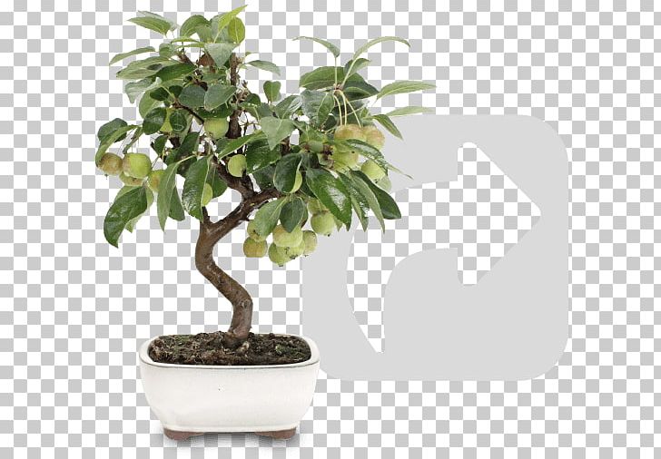 Sageretia Theezans Bonsai Houseplant Flowerpot Tree PNG, Clipart, Bonsai, Flowerpot, Houseplant, Nature, Plant Free PNG Download