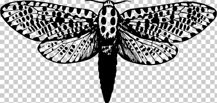 Brush-footed Butterflies Leopard Moth Butterfly Insect PNG, Clipart, Animal, Arthropod, Black And White, Brush Footed Butterfly, Butterflies And Moths Free PNG Download