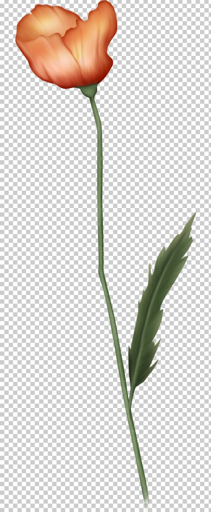 Cut Flowers Bud PNG, Clipart, Bud, Cut Flowers, Digital Image, Flower, Flowering Plant Free PNG Download