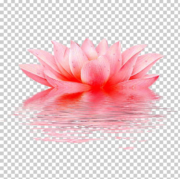 Lotus Pattern PNG, Clipart, Aquatic Plant, Closeup, Designer, Download, Dream Free PNG Download