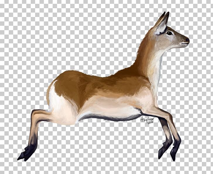 Springbok Musk Deers Impala Gazelle PNG, Clipart, Animal, Animals, Antelope, Deer, Fauna Free PNG Download
