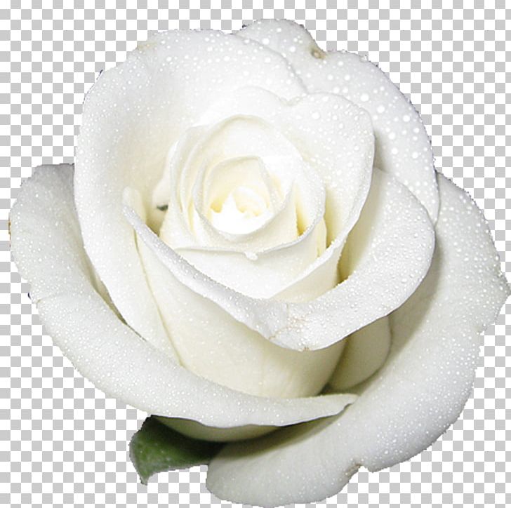 Cut-flower Roses White PNG, Clipart, Birth Flower, Computer Icons, Cutflower Roses, Cut Flowers, Desktop Wallpaper Free PNG Download