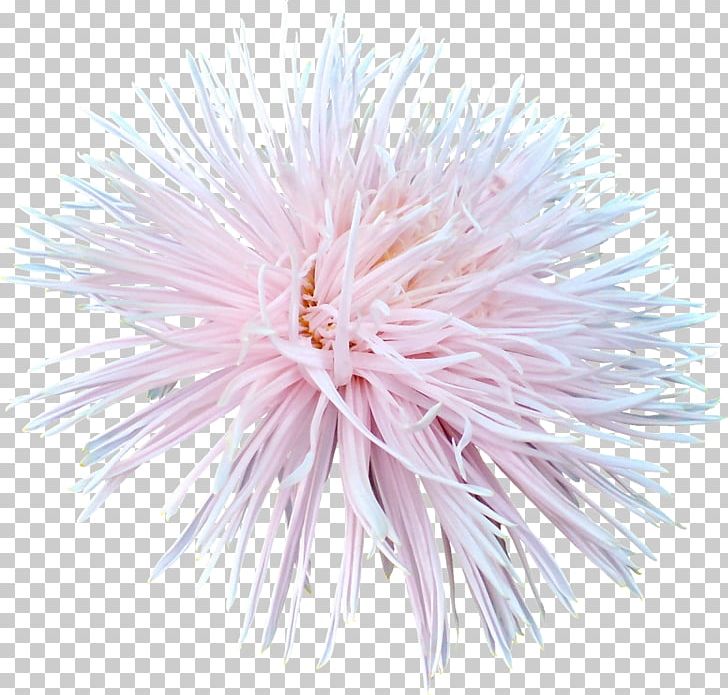 Flower Petal PNG, Clipart, Aster, Blue Flower, Chrysanths, Flower, Flowering Plant Free PNG Download