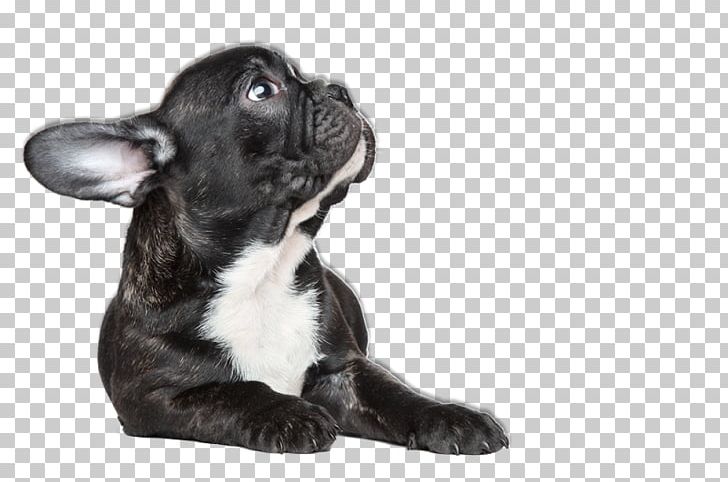 French Bulldog Toy Bulldog Puppy Dog Breed PNG, Clipart,  Free PNG Download