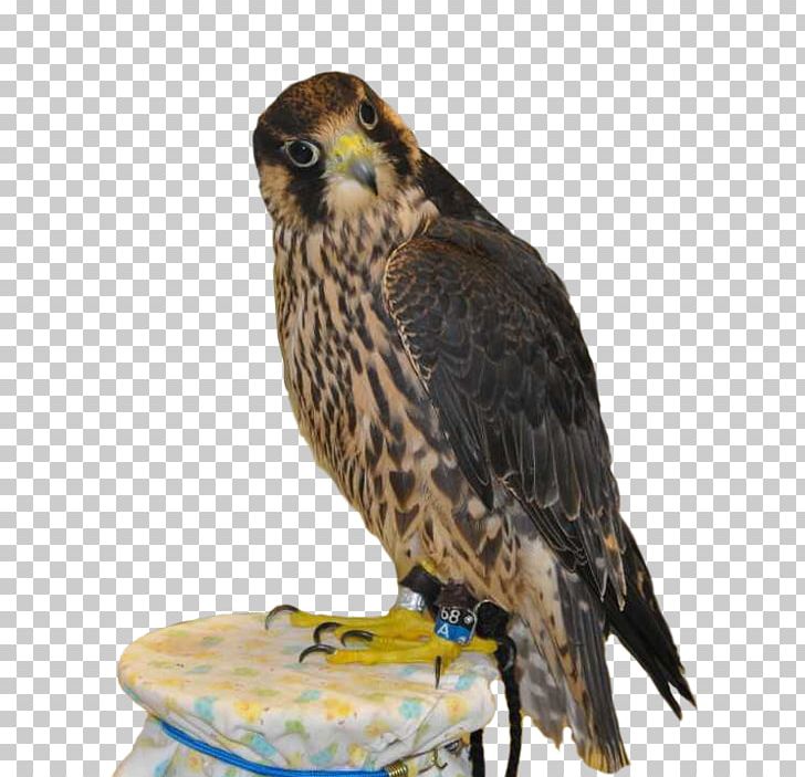 Hawk Owl Squirrel Peregrine Falcon PNG, Clipart, Animal, Animals, Beak, Bird, Bird Of Prey Free PNG Download
