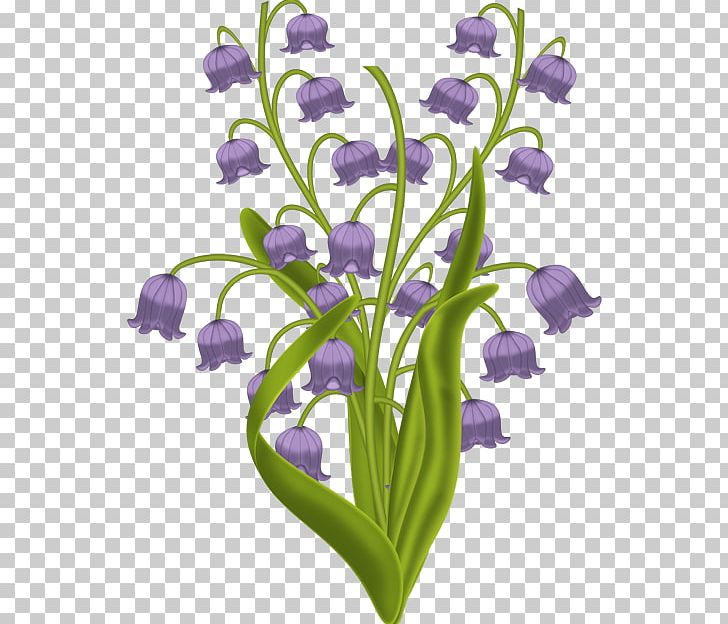 Lily Of The Valley Plant Stem Cut Flowers Violet May PNG, Clipart, 1 May, 2017, Bellflower Family, Cut Flowers, Flower Free PNG Download