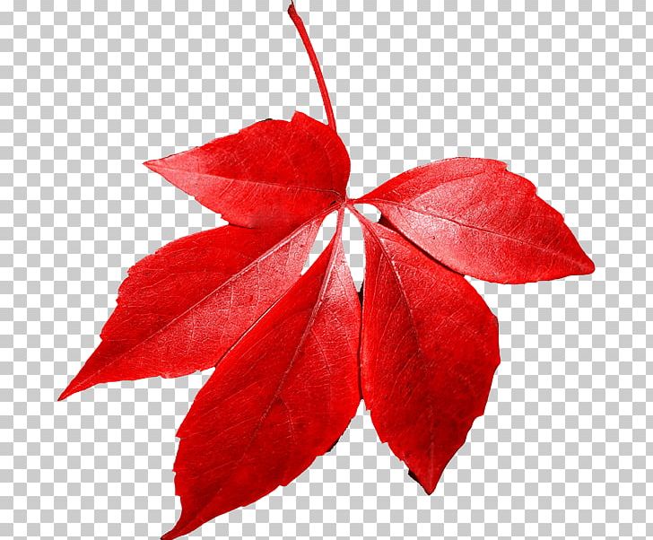Red Maple Autumn Leaf Color PNG, Clipart, Autumn, Autumn Leaf Color, Autumn Leaves, Baby, Bild Free PNG Download