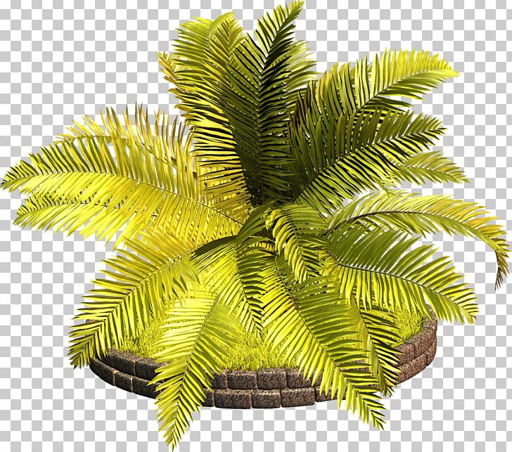 Arecaceae Tree Vascular Plant PNG, Clipart, Arecaceae, Arecales, Clip Art, Coconut, Date Palm Free PNG Download