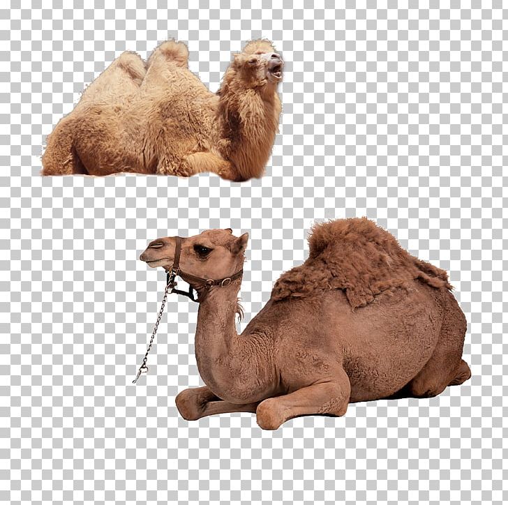 Bactrian Camel Dromedary Horse PNG, Clipart, Animal, Animals, Arabian Camel, Bactrian Camel, Biological Free PNG Download