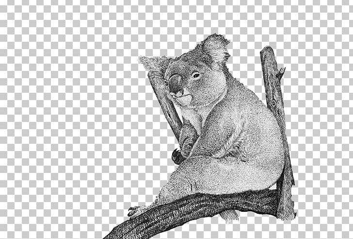 Cougar Cat Whiskers Koala Fur PNG, Clipart, Animals, Big Cats, Carnivoran, Cat Like Mammal, Fauna Free PNG Download