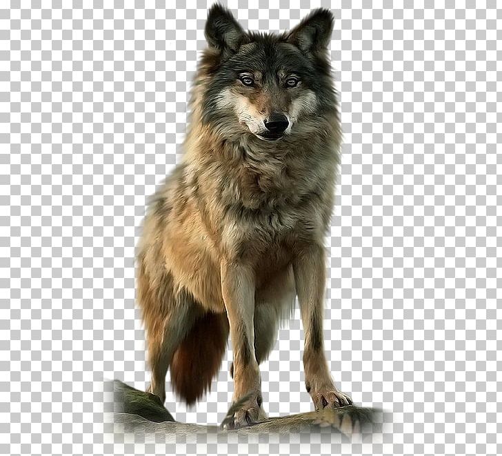 Dog Native Americans In The United States Pack Black Wolf American Wolf A True Story Of Survival And Obsession In The West PNG, Clipart, Alpha, Animals, Carnivoran, Dog Breed, Dog Breed Group Free PNG Download