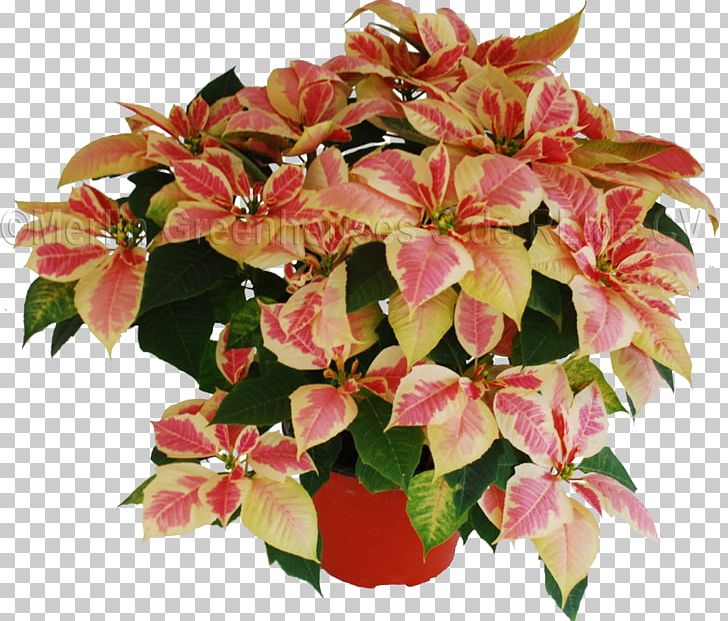 Flowerpot Red Blotches Houseplant Poinsettia PNG, Clipart, Annual Plant, Facial Redness, Flower, Flowerpot, Houseplant Free PNG Download