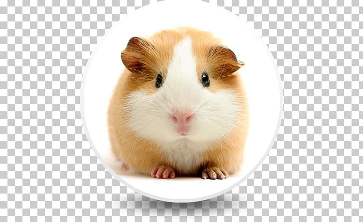 Guinea Pig Care Pet Linny The Guinea Pig PNG, Clipart, Animal, Animals, Computer, Cuteness, Desktop Wallpaper Free PNG Download