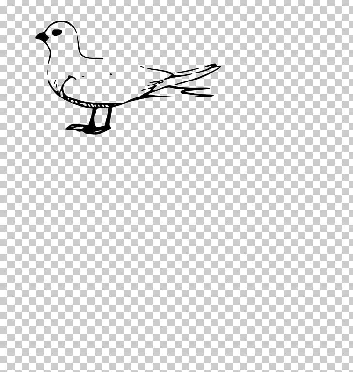 Gulls Duck Bird PNG, Clipart, Angle, Animals, Area, Beak, Bird Free PNG Download