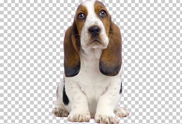 Basset Hound Puppy Bichon Frise Beagle Bull Terrier PNG, Clipart,  Free PNG Download