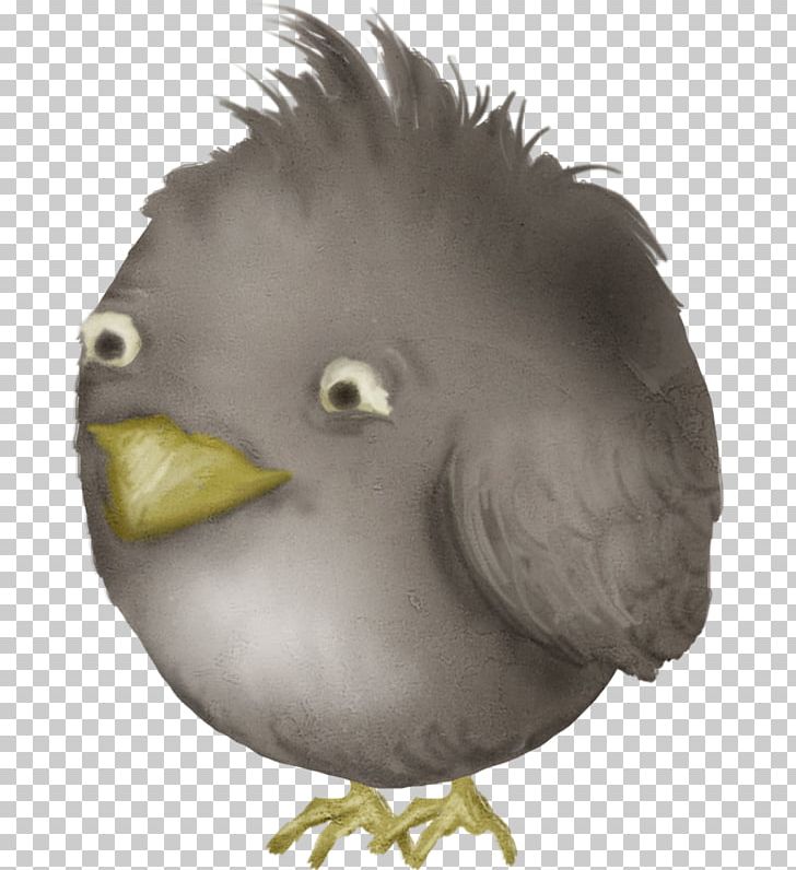 Bird Galliformes PNG, Clipart, Angry, Angry Birds, Animals, Beak, Bird Free PNG Download
