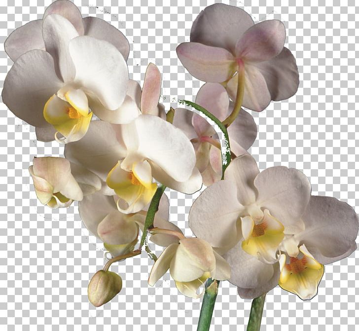 Moth Orchids PNG, Clipart, Computer Software, Cut Flowers, Flower, Flowering Plant, Gimp Free PNG Download