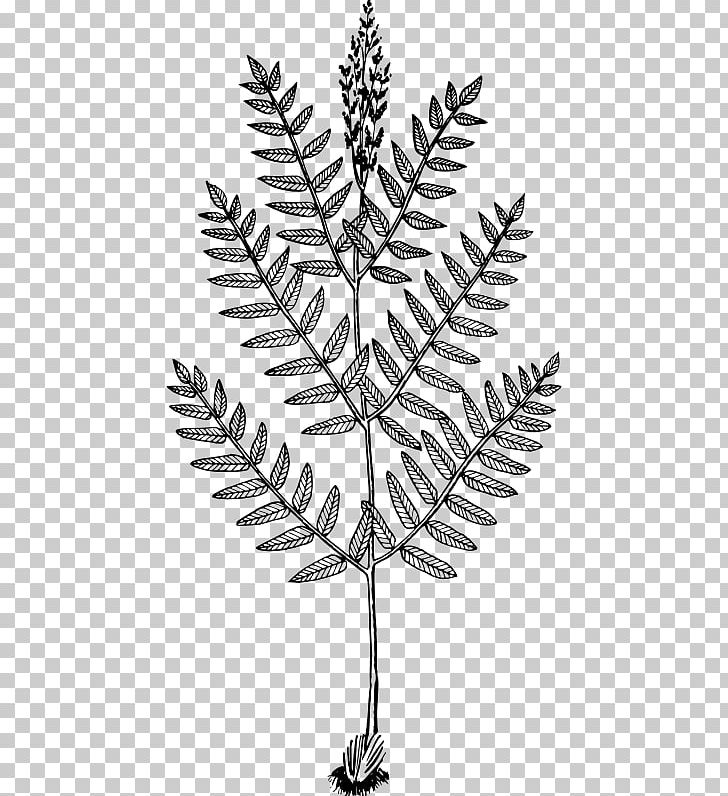 Twig Osmunda Regalis Fern Drawing Frond PNG, Clipart, Black And White, Branch, Drawing, Fern, Flora Free PNG Download