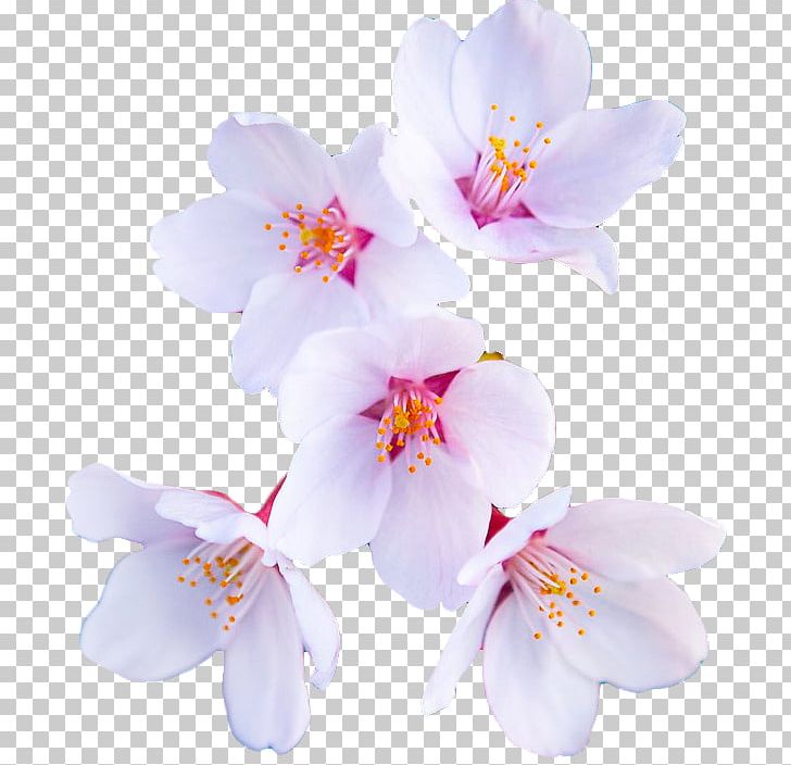 Editing Flower We Heart It Sticker PNG, Clipart, Advertising, Blossom, Branch, Cherry Blossom, Cold Heart Killer Free PNG Download