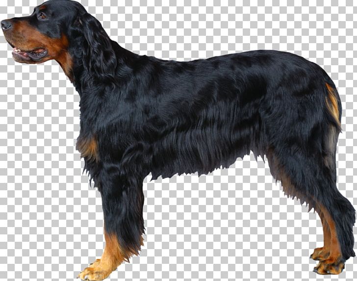 Entlebucher Mountain Dog Greater Swiss Mountain Dog Bernese Mountain Dog Great Dane PNG, Clipart, Animal, Animals, Austria, Carnivoran, Dog Breed Free PNG Download