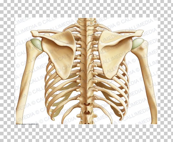 Organ Bone Thorax Human Anatomy PNG, Clipart, Anatomy, Arm, Bone, Coronal Plane, Head And Neck Anatomy Free PNG Download