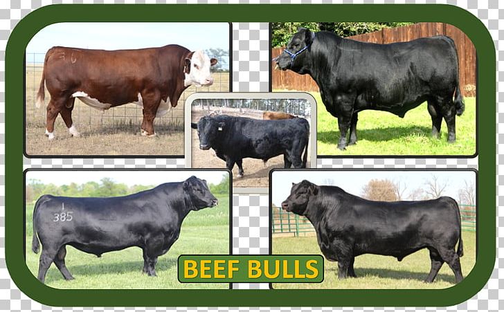 Zebu Calf Ox Bull Fauna PNG, Clipart, Beef Cattle, Bull, Calf, Cattle Like Mammal, Cow Goat Family Free PNG Download