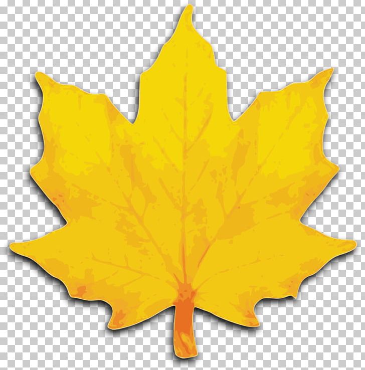 Maple Leaf Sugar Maple PNG, Clipart, Autumn Leaf Color, Color, Drawing, Flowering Plant, Green Free PNG Download