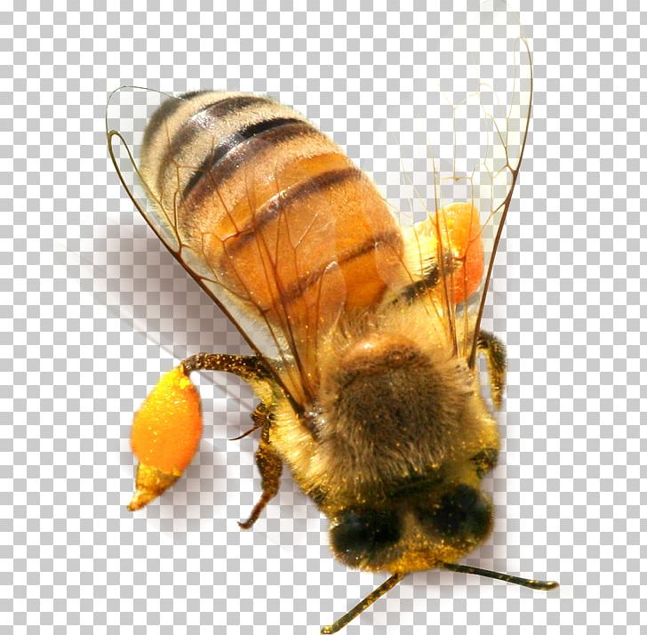 Bee Insect PNG, Clipart, Animal, Arthropod, Bee Hive, Bee Honey, Bees Free PNG Download