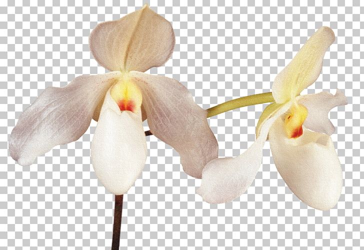 Cattleya Orchids Moth Orchids PNG, Clipart, Cattleya, Cattleya Orchids, Cut Flowers, Desktop Wallpaper, Digital Image Free PNG Download