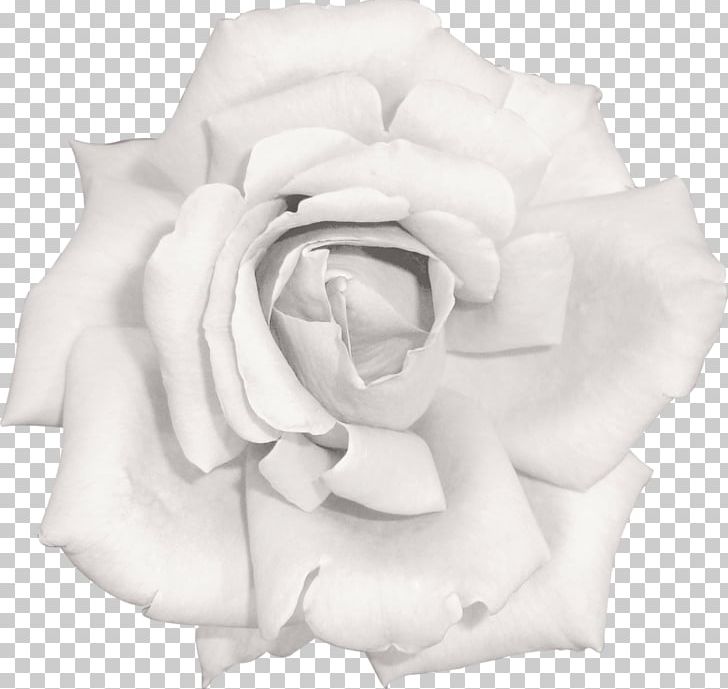 Garden Roses Flower Beach Rose Pink White PNG, Clipart, Beach Rose, Black And White, Cut Flowers, Flower, Flower Bouquet Free PNG Download