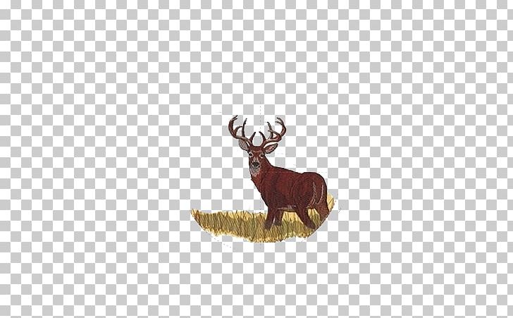 Reindeer White-tailed Deer Antler Cattle PNG, Clipart, Angle, Animals, Antler, Cattle, Cattle Like Mammal Free PNG Download