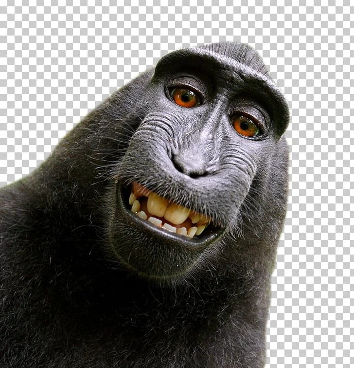 Celebes Crested Macaque Monkey Selfie Photographer People For The Ethical Treatment Of Animals PNG, Clipart, Aggression, Animals, Celebes Crested Macaque, Copyright, David J Slater Free PNG Download