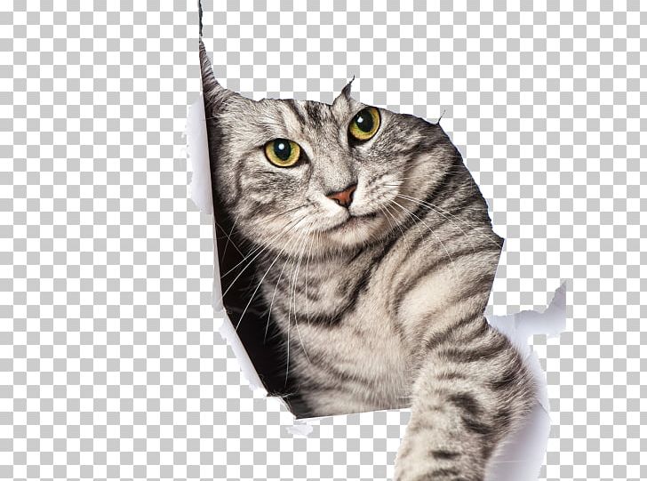 Curtain Douchegordijn Shower Bathroom Cat PNG, Clipart, American Shorthair, American Wirehair, Bathroom, Carnivoran, Cat Like Mammal Free PNG Download