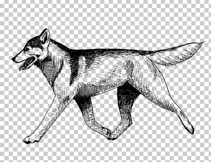 Czechoslovakian Wolfdog Saarloos Wolfdog Seppala Siberian Sleddog Siberian Husky Dog Breed PNG, Clipart, Animal, Art, Black And White, Breed, Carnivoran Free PNG Download