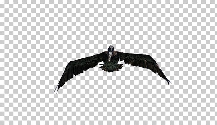 Eagle Vulture Beak PNG, Clipart, Accipitriformes, Beak, Bird, Bird Of Prey, Eagle Free PNG Download